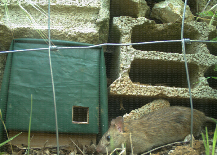 Diversité faunistique Balandran - Rat noir (Rattus rattus). Individu au pied du muret de blocs du gîte à reptiles. Malgré son nom, le rat noir a une coloration très variable